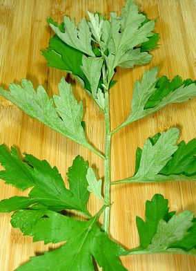 點(diǎn)擊將在新窗口查看全圖 艾葉的功效與作用之大葉艾二