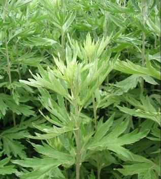 點(diǎn)擊將在新窗口查看全圖 艾草的功效與作用之小葉艾